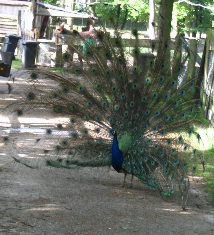 Pfau