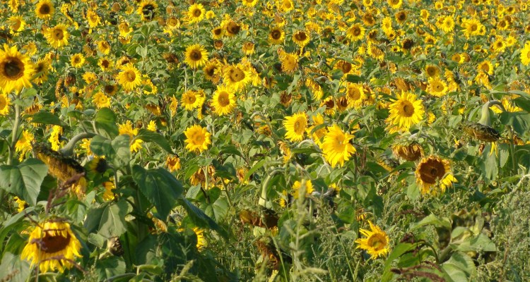 Sonnenblumen
