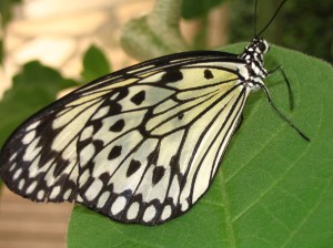 Schmetterling II