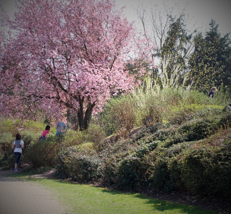 Baum blühend Frühling