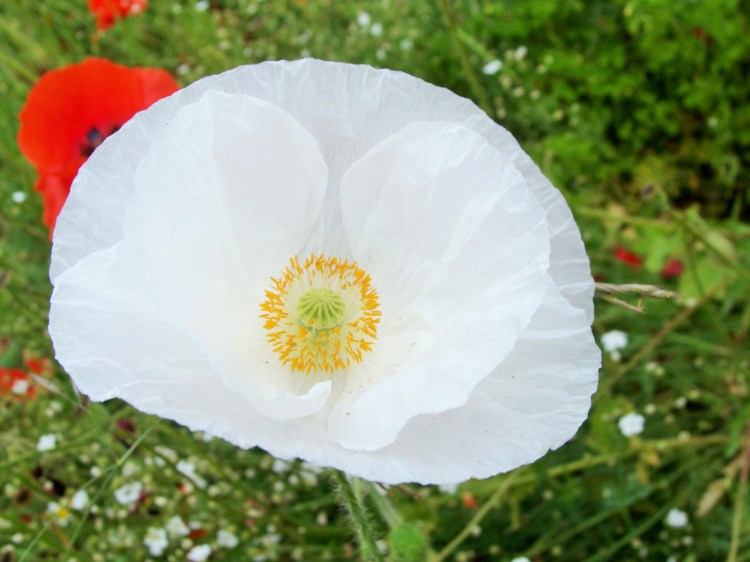 Blume weiß Mohn