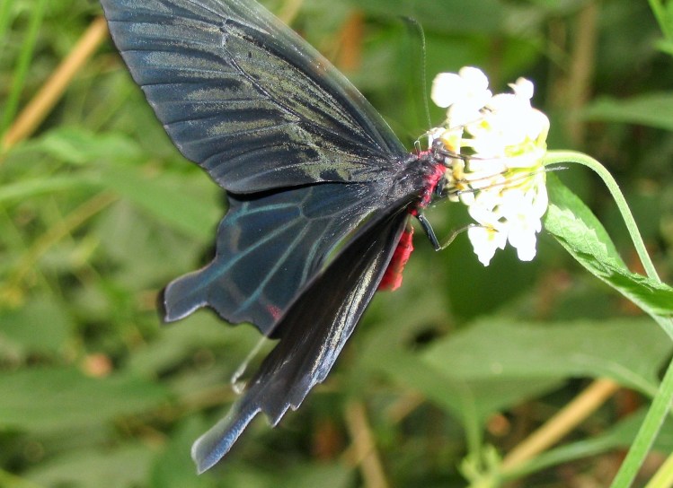 Schmetterling Blüte