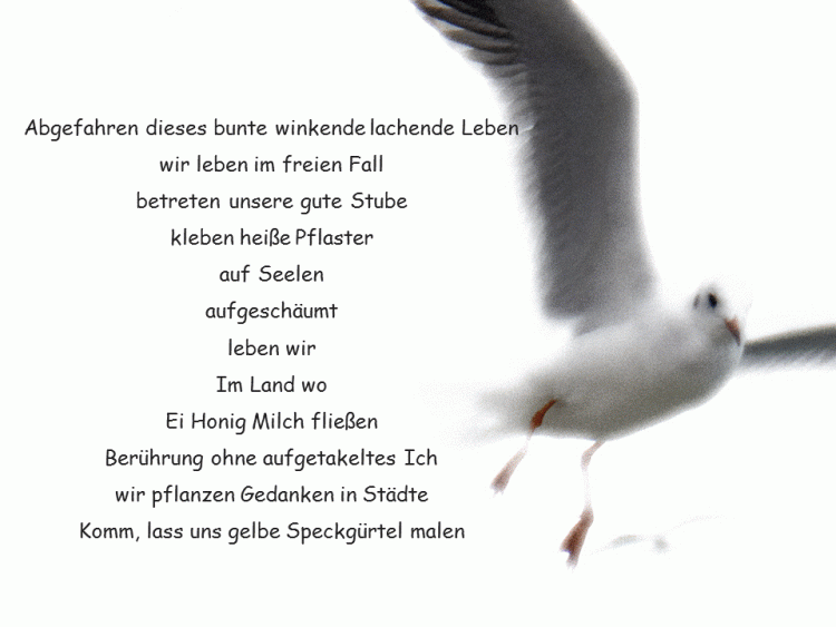 Möwe Gedicht bsg gif