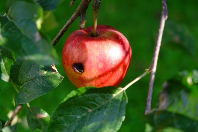 Apfel