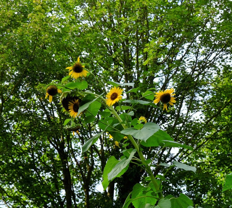 Sonnenblumen hoch