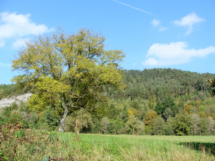 Baum Landschaft