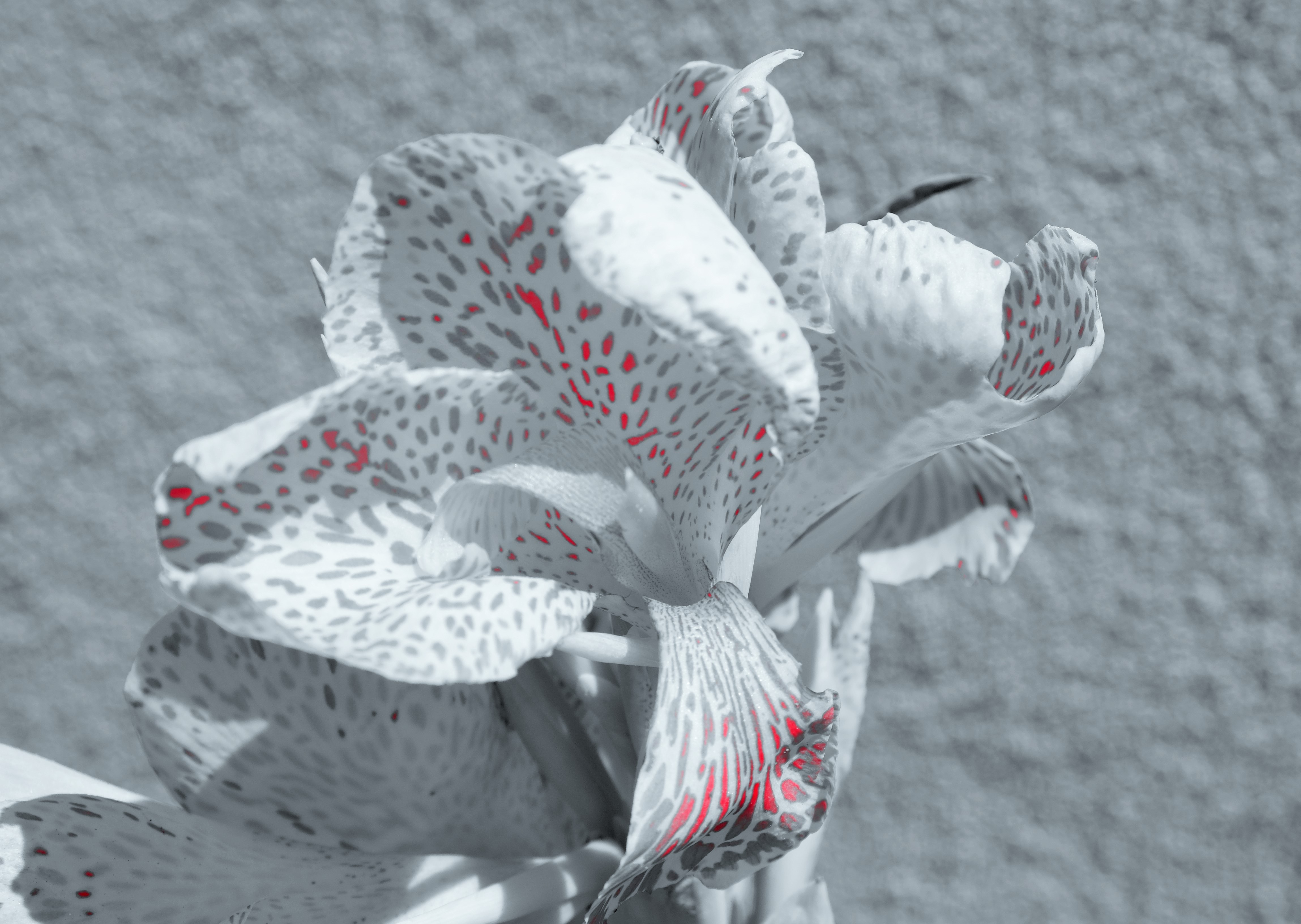 Blüte weiß Sprenkler