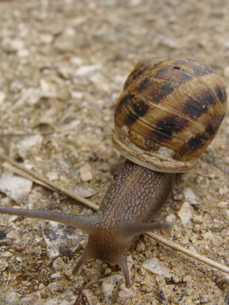 Schnecke