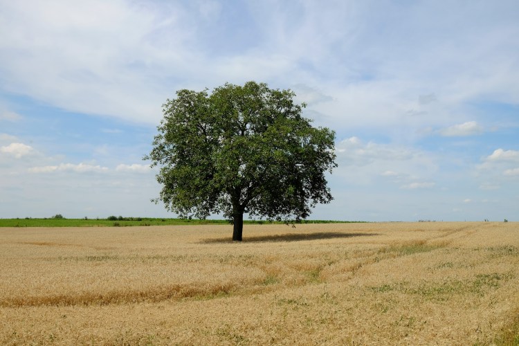 Baum Feld