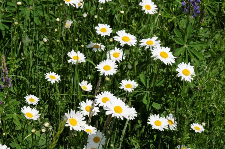 Gänseblümchen Wiese