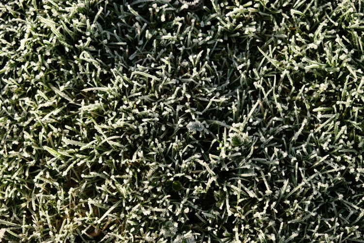 gras-frost