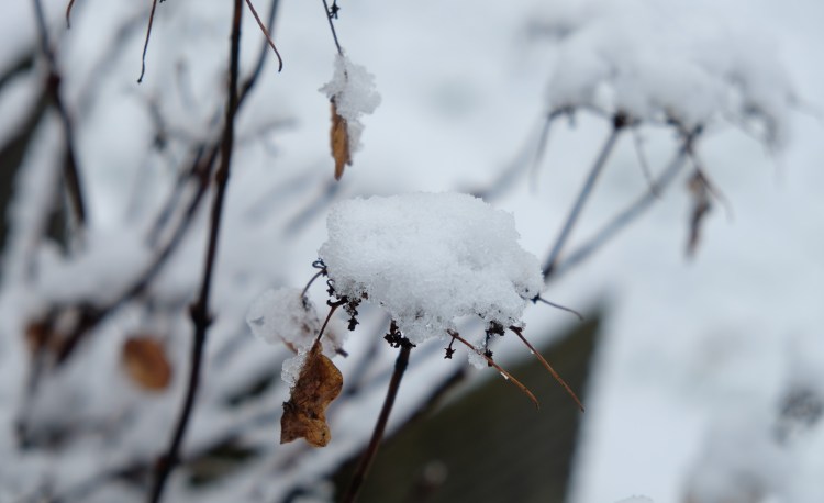blute-schnee