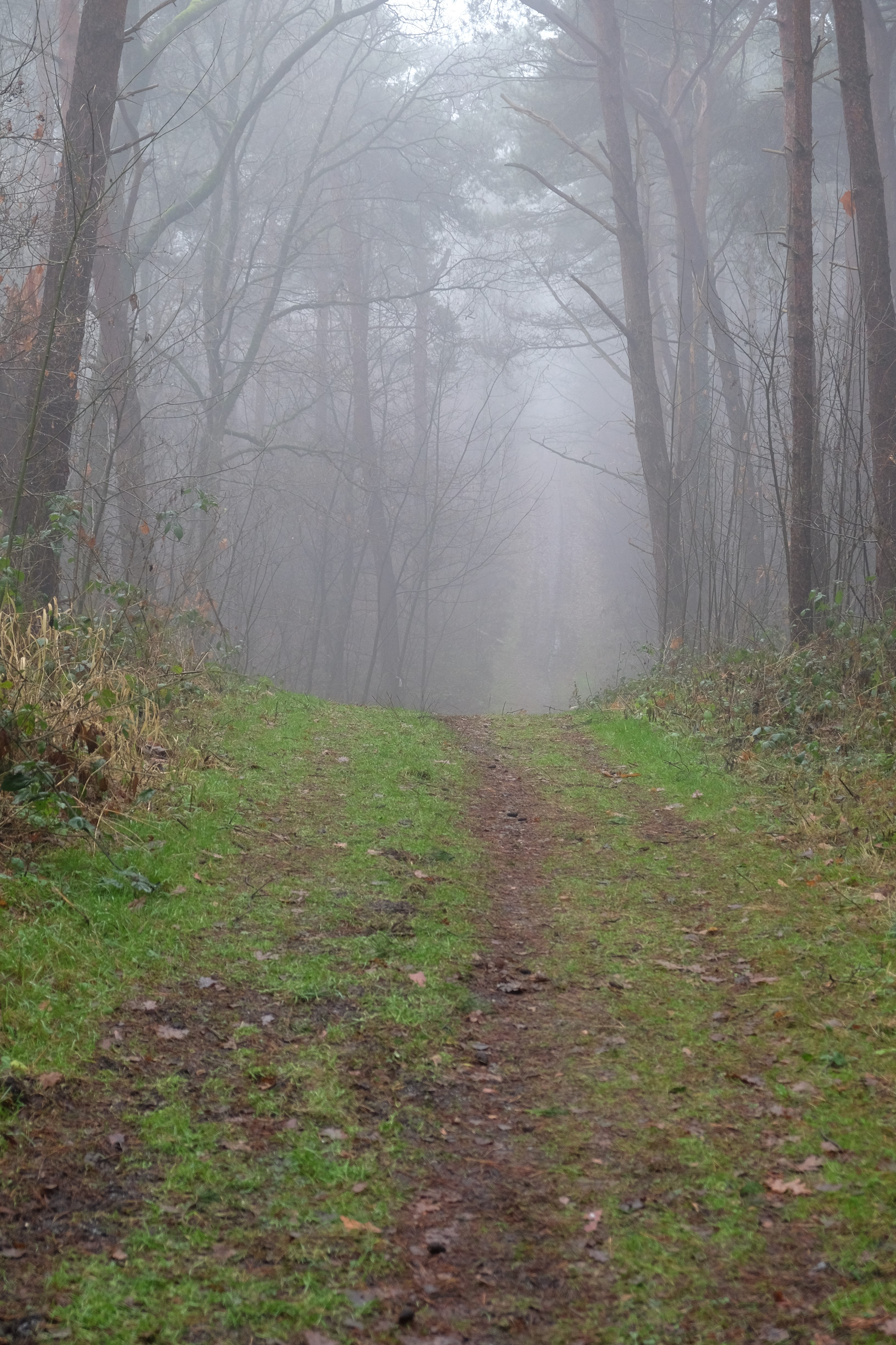 weg-wald-nebel