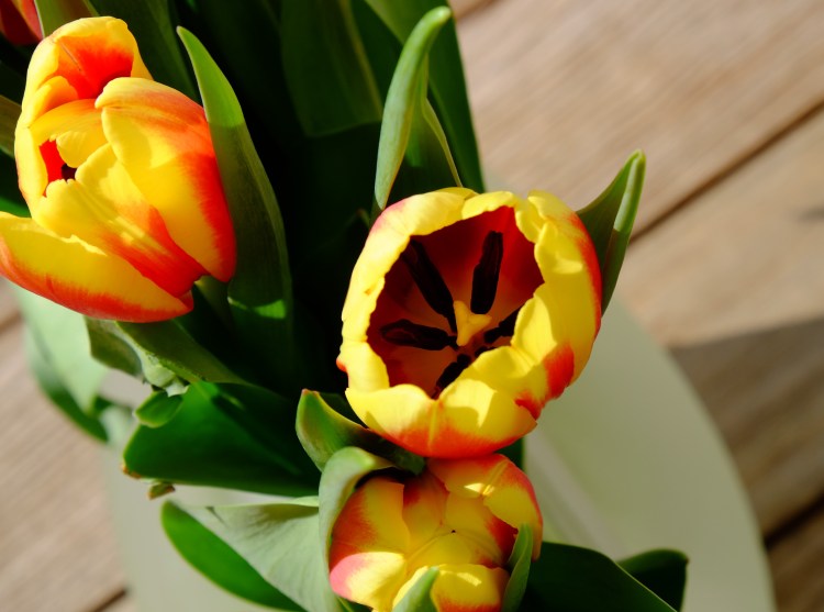 tulpen-gelb