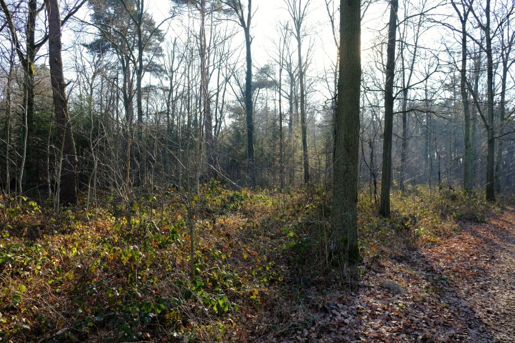 wald-weg