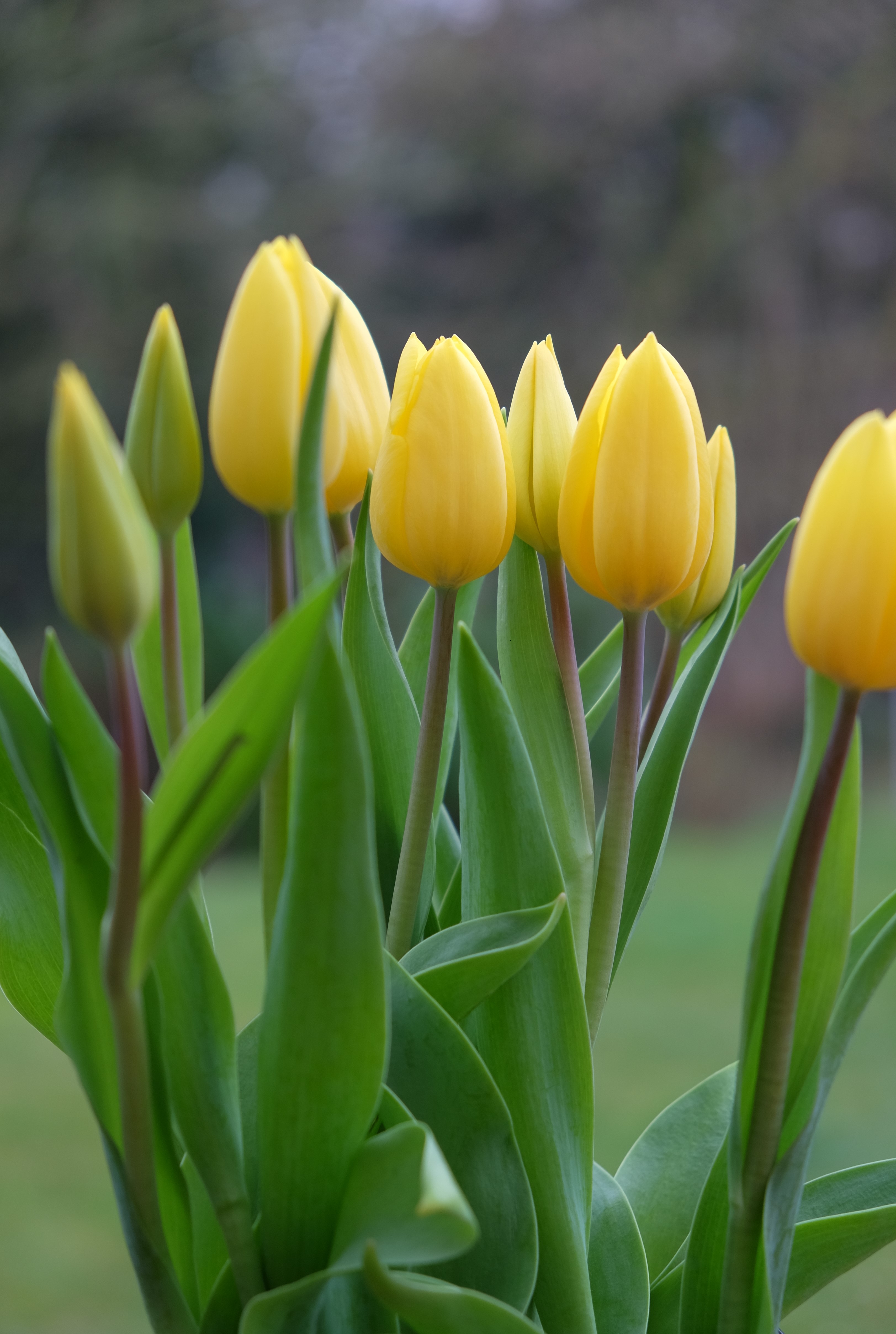 Tulpen g