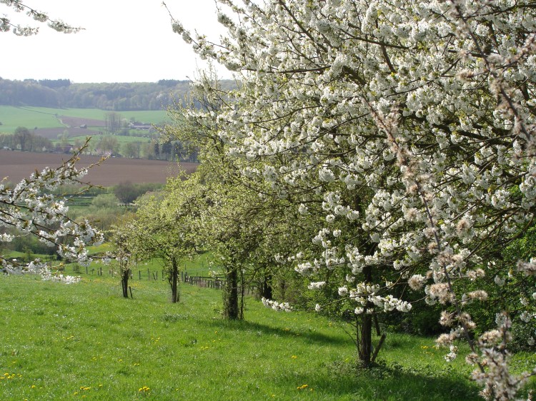 Landschaft Frühling