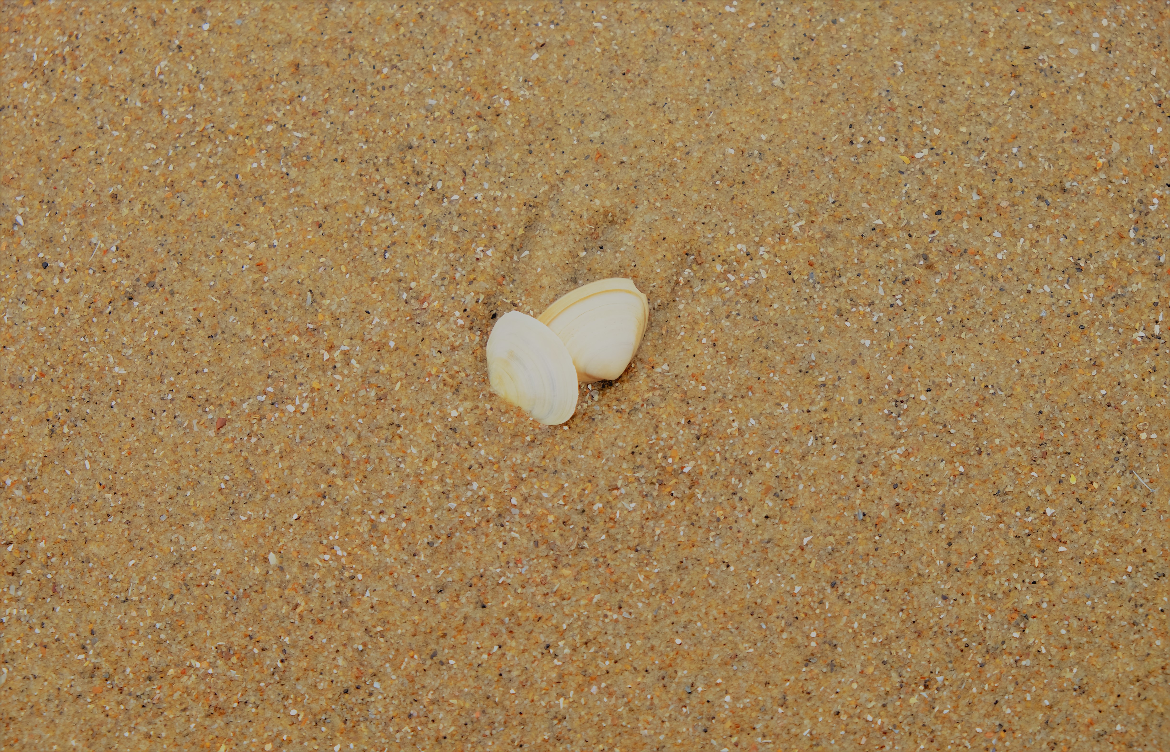 Muscheln Strand