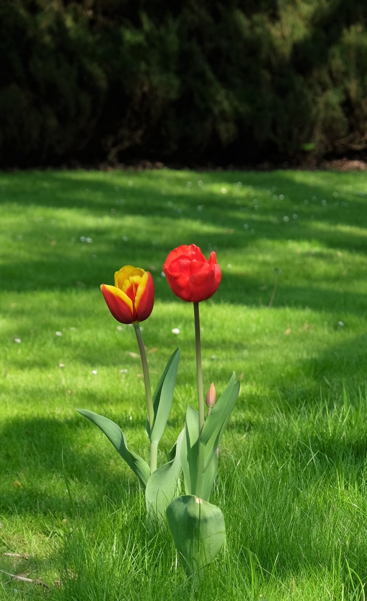 Tulpen 2