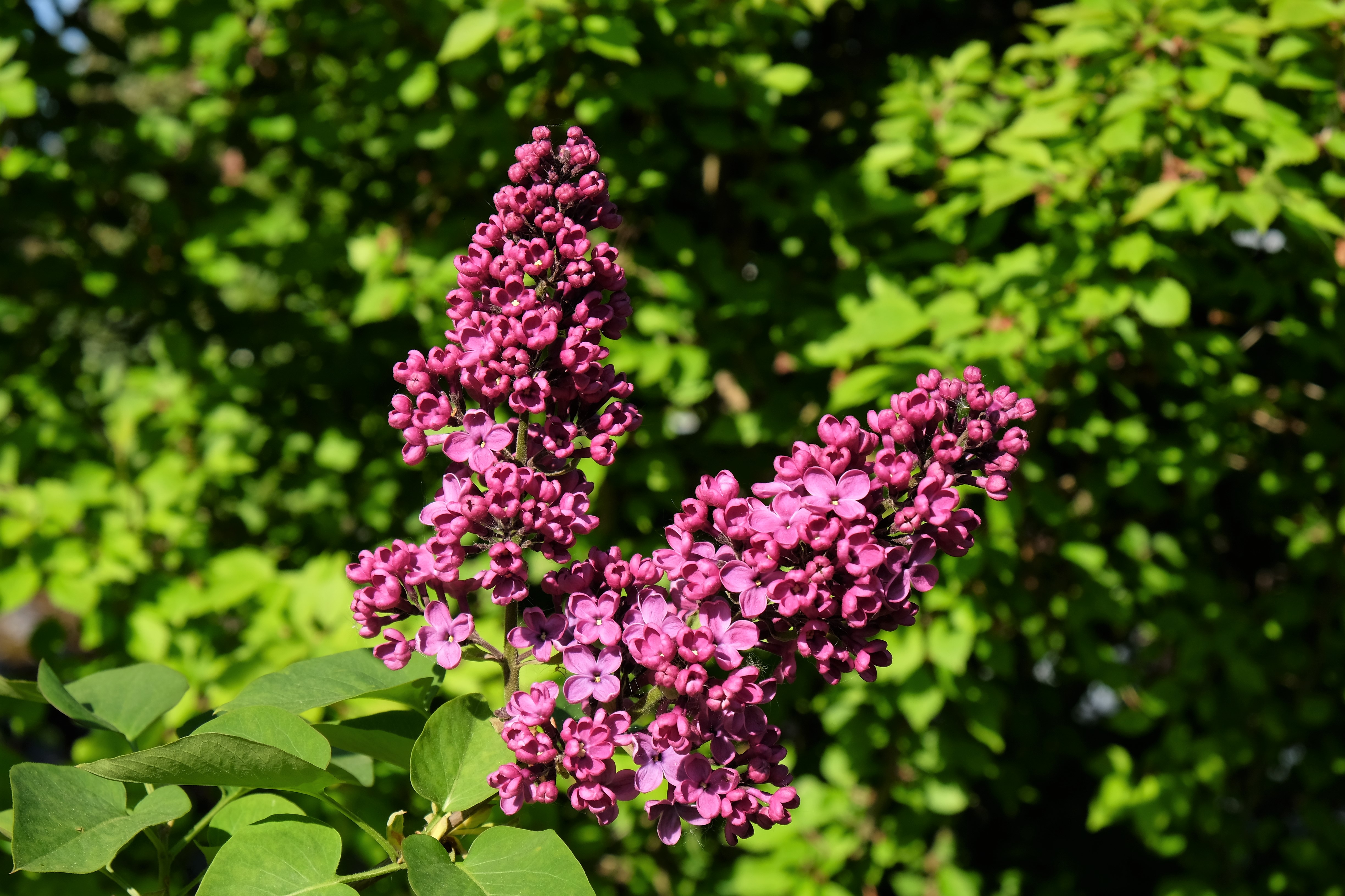 Flieder lila