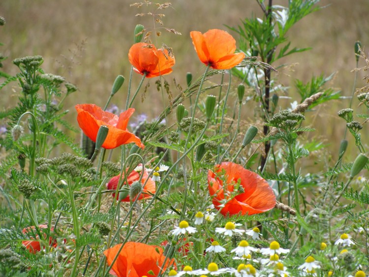 Wiese Mohn