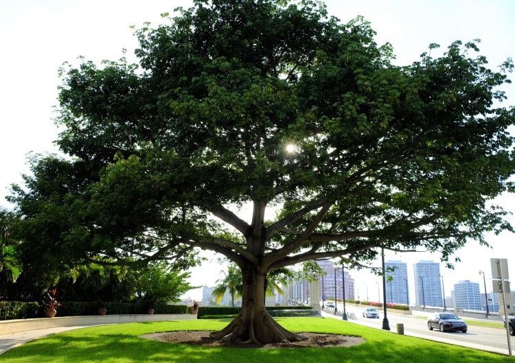 Baum Miami