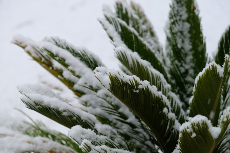 Palme Schnee