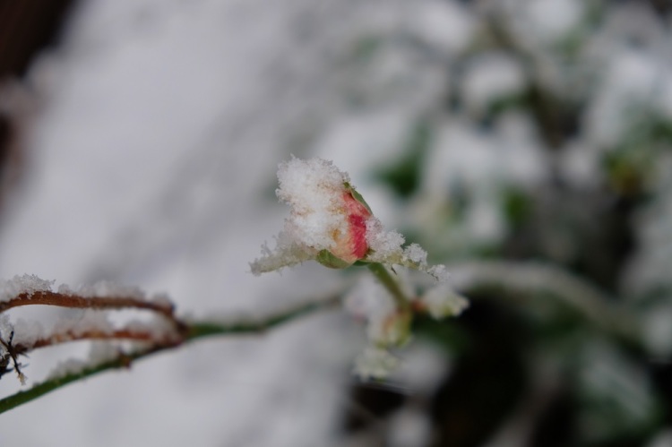 Rose Schnee