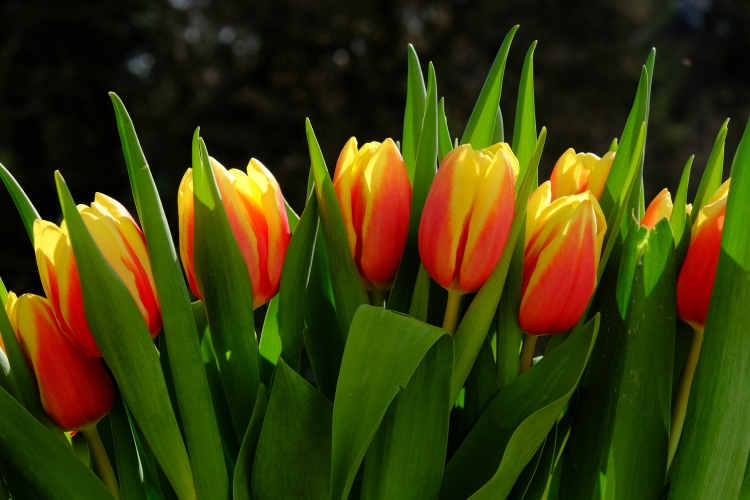 Tulpen M