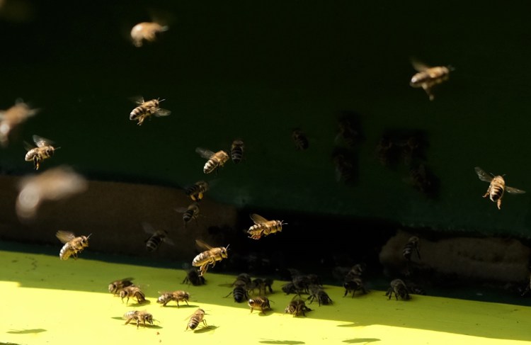 Bienen Anflug 1