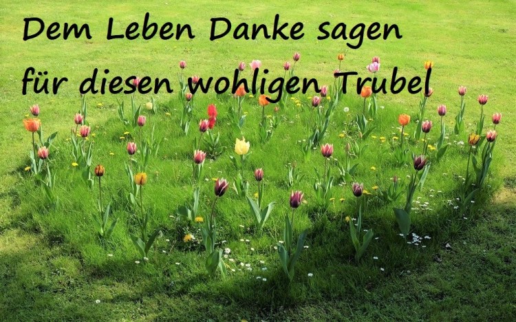 Tulpen Wiese