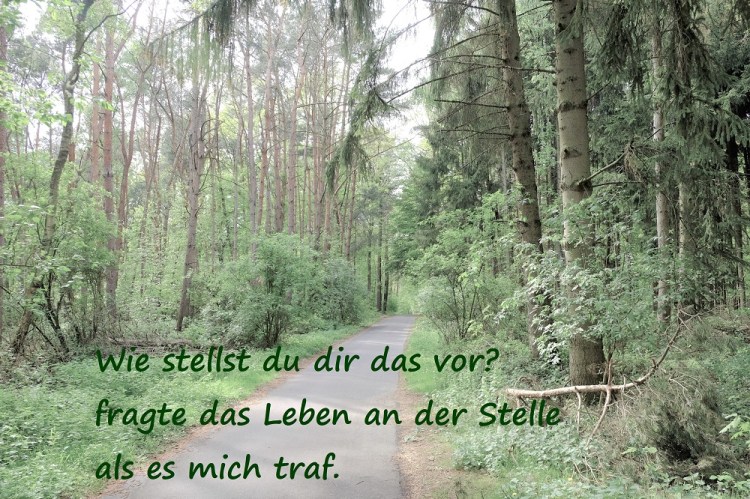 Weg Wald Sü