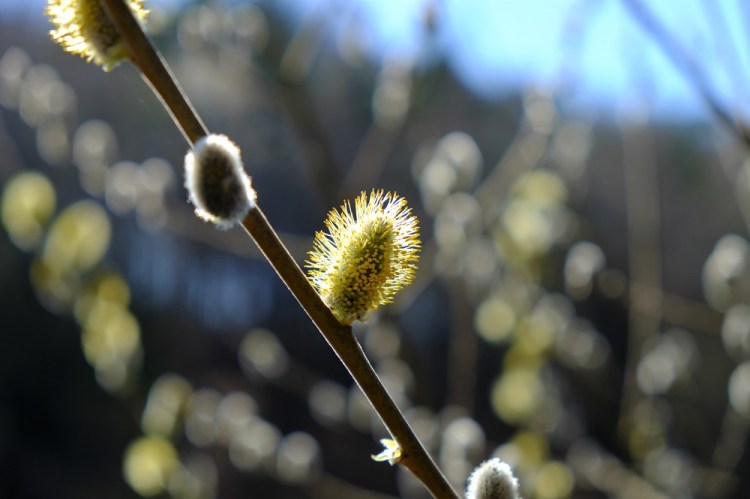 Weidenkätzchen B