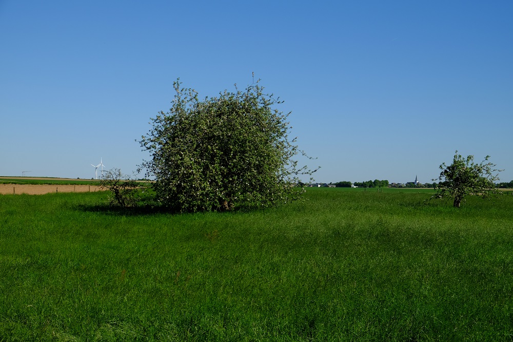 Wiese B