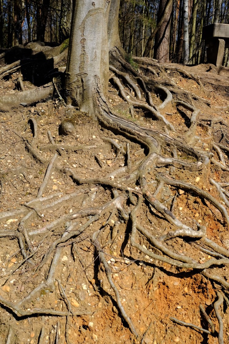 Wurzeln.JPG