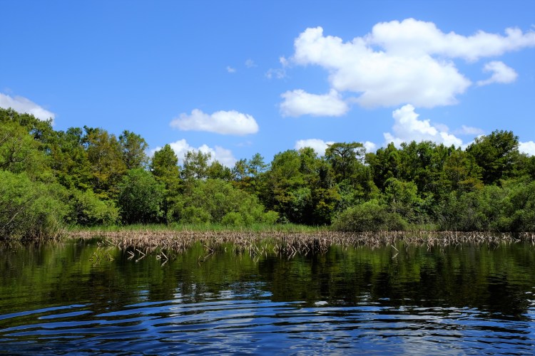 Landschaft Everglade.JPG