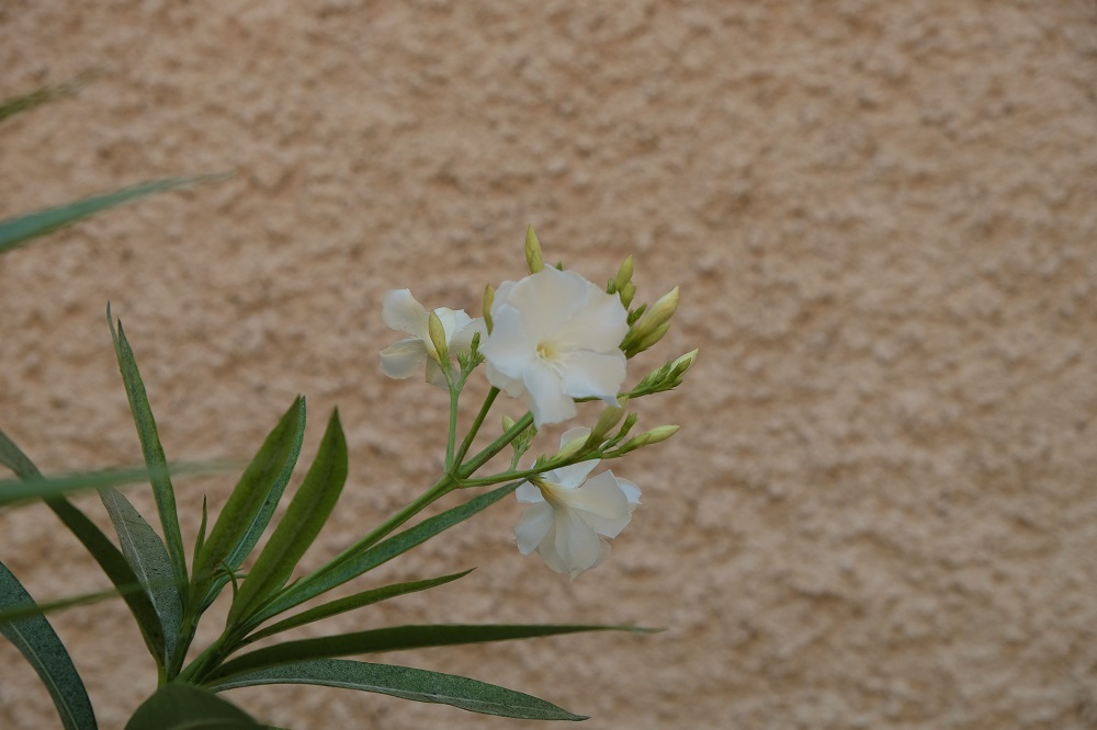 Oleander