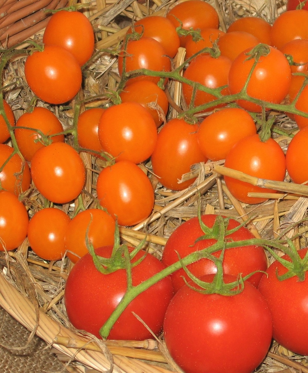 Tomaten L