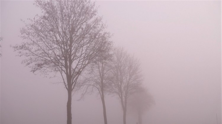 Bäume Nebel
