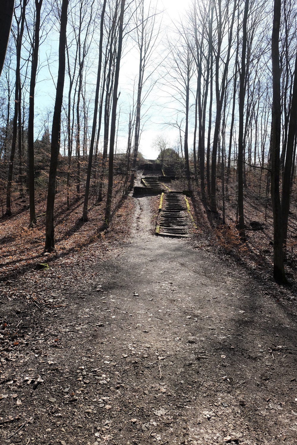 Treppe Wald
