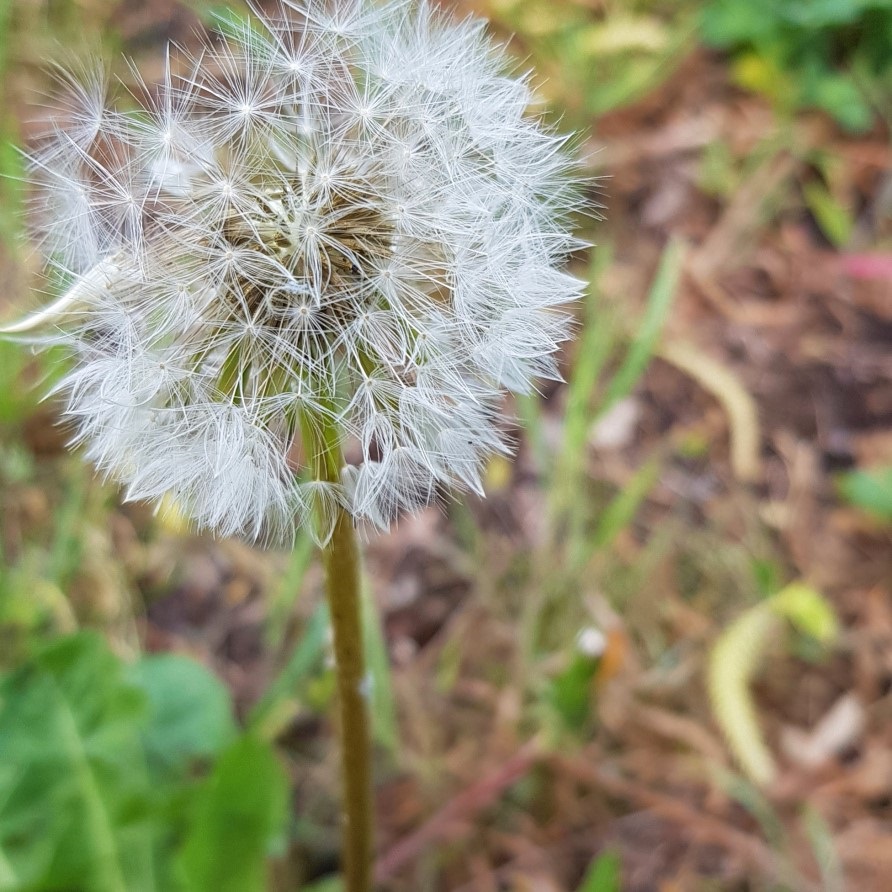 Pusteblume