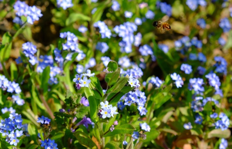 Vergissmeinicht