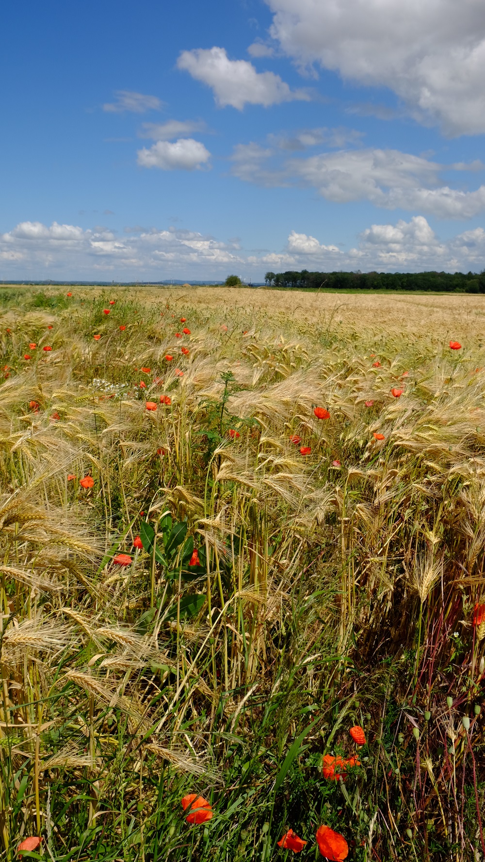 Feld Klatschmohn