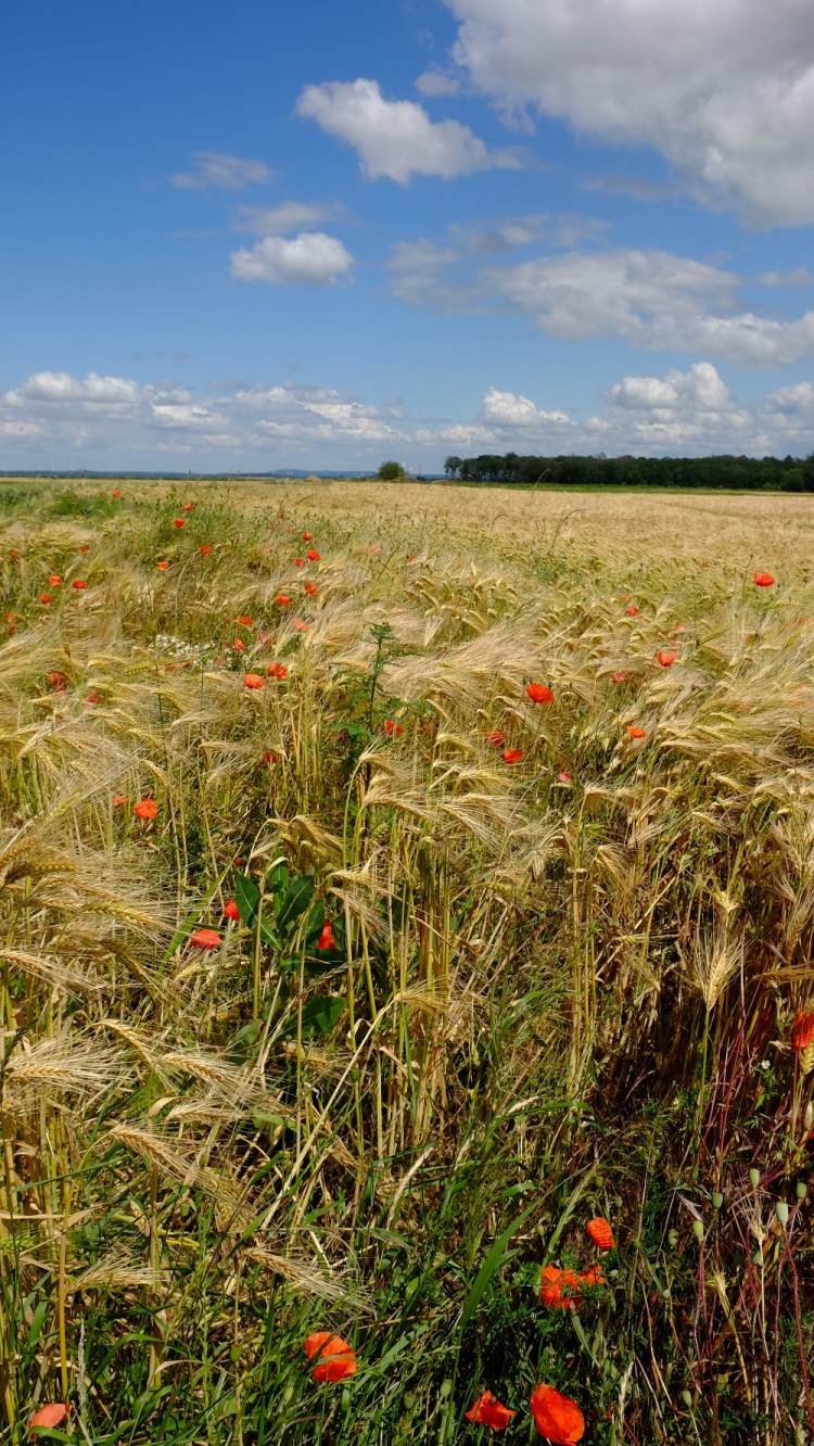 Feld Klatschmohn