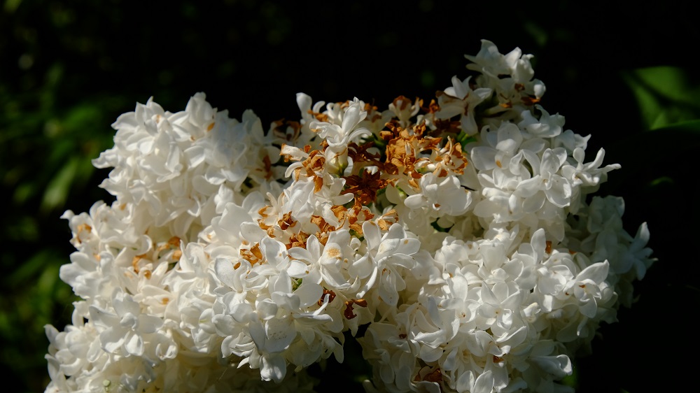 Flieder weiß