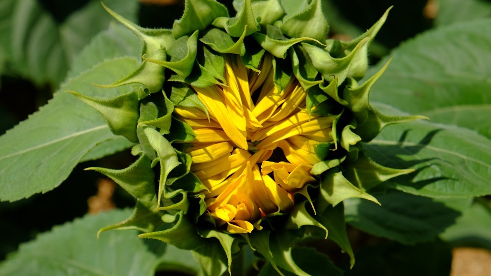 Sonnenblume öffnend